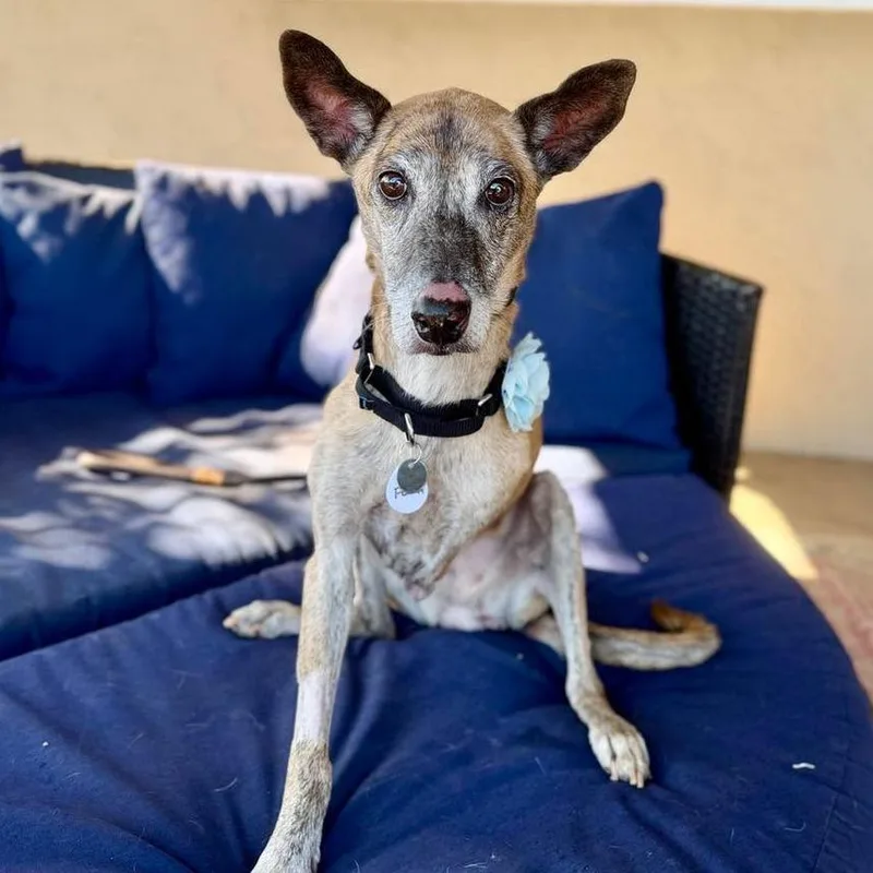 A senior medium-sized female Brindle Shepherd dog named Flora for adoption in Ramona, CA