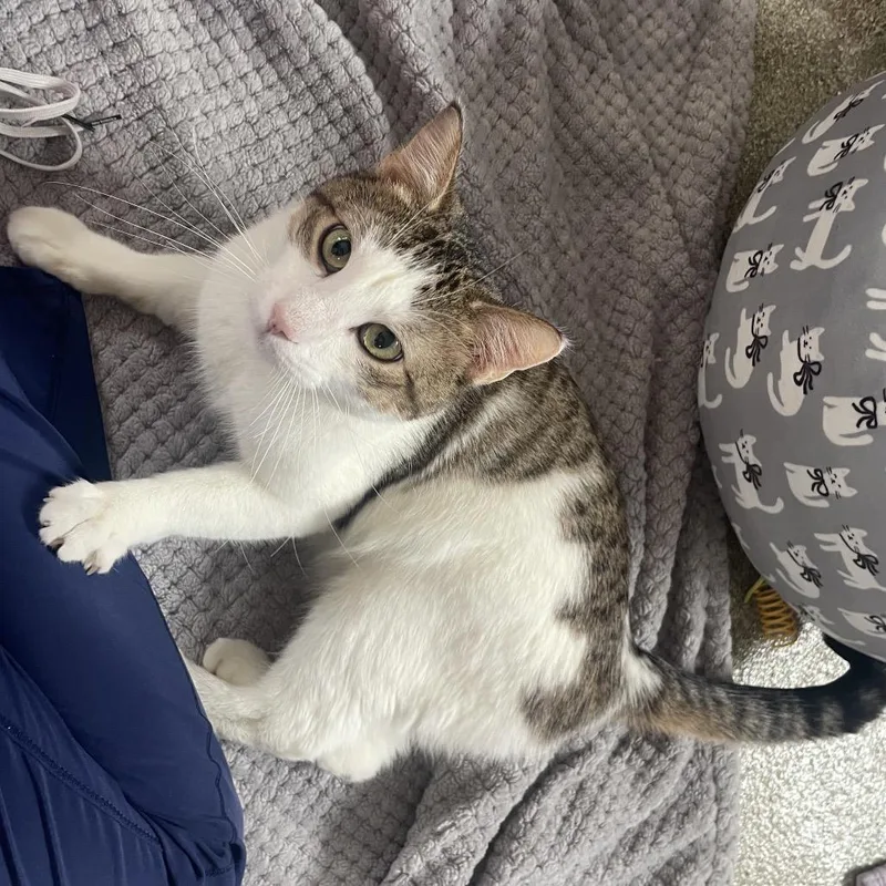 An adult medium-sized male Brown / Chocolate Domestic Short Hair cat named Hort for adoption in Chicago, IL