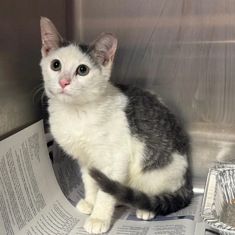 A baby small-sized male Gray / Blue / Silver Domestic Short Hair cat named Drummer Boy for adoption in Pauls Valley, OK