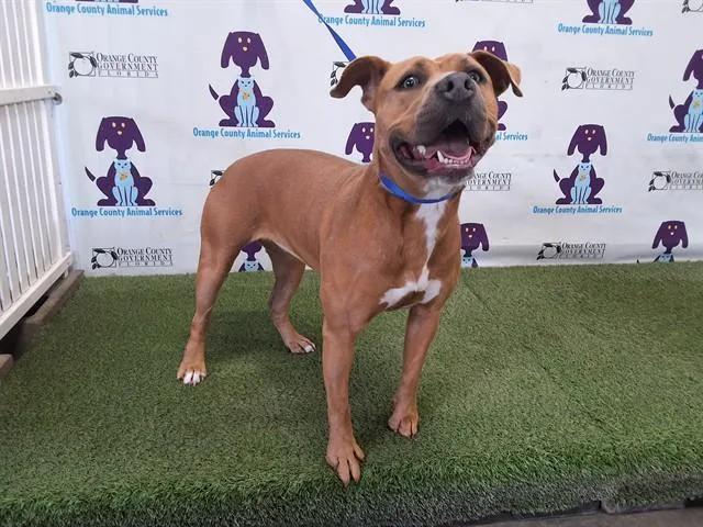A young small-sized female Pit Bull Terrier dog named Rose for adoption in Orlando, FL