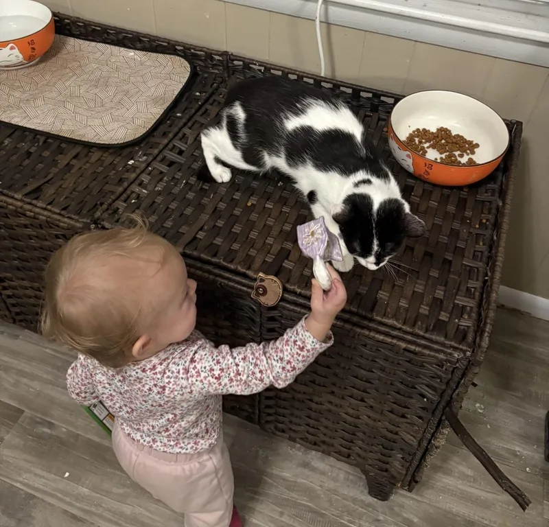 A baby small-sized female Black & White / Tuxedo Domestic Short Hair cat named Tommy Sue for adoption in Hope Mills, NC