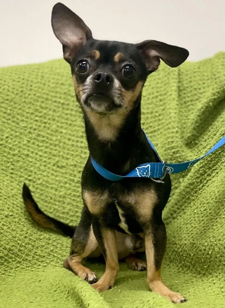 Hercules thumbnail 2