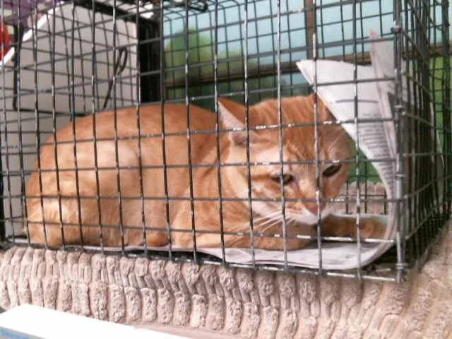 A young medium-sized male Domestic Short Hair cat named Ares for adoption in Houston, TX