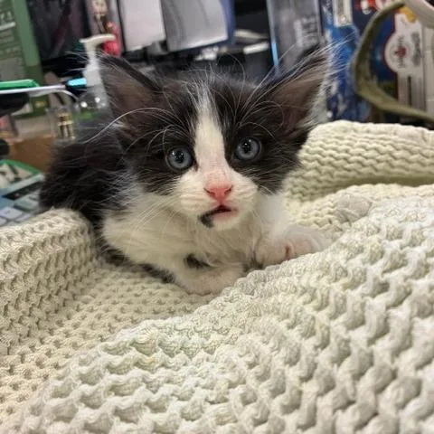 A baby medium-sized male Black Domestic Short Hair cat named Pogo Stick for adoption in Spokane, WA