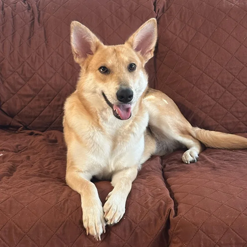A young medium-sized female Yellow / Tan / Blond / Fawn Shepherd dog named Lily Bloom for adoption in Spring, TX