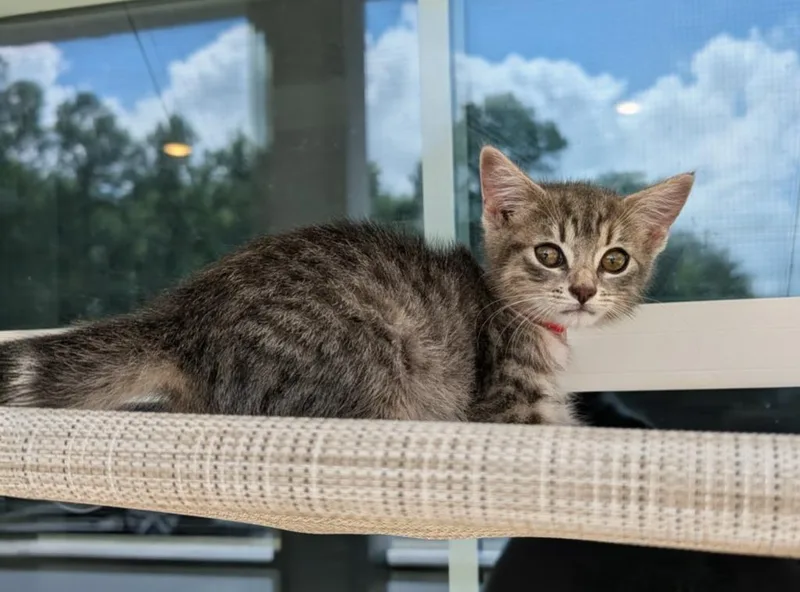 A baby medium-sized female Domestic Short Hair cat named Ziggy for adoption in Kingsland, GA