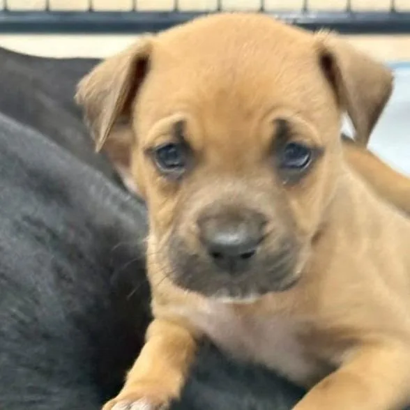 A baby medium-sized female Yellow / Tan / Blond / Fawn Mixed Breed dog named Amore for adoption in Williston, FL