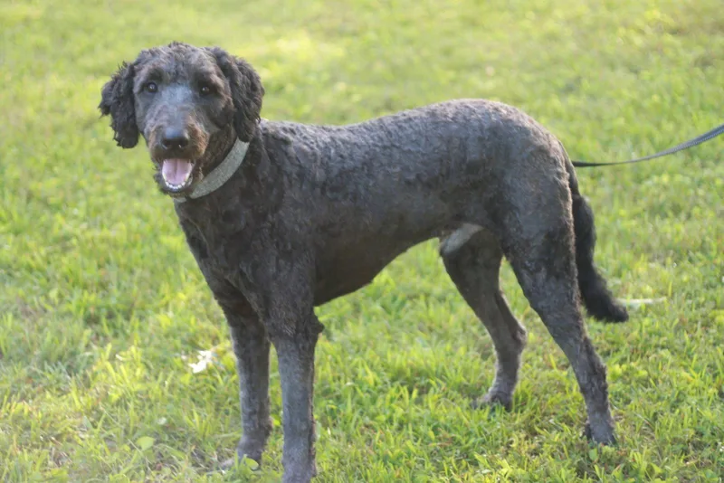 Baxter
