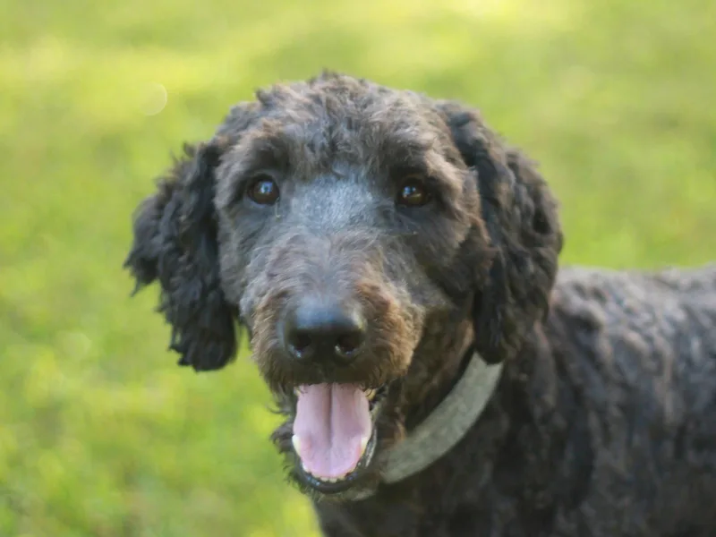 Baxter thumbnail 2