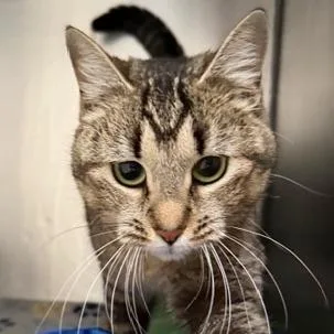 A young medium-sized female Domestic Short Hair cat named Hazel for adoption in Cumming, GA