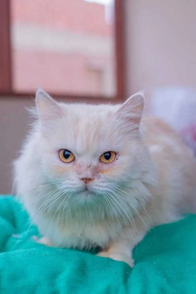 A young medium-sized female Persian cat named Vanilla for adoption in WOLCOTT, CT