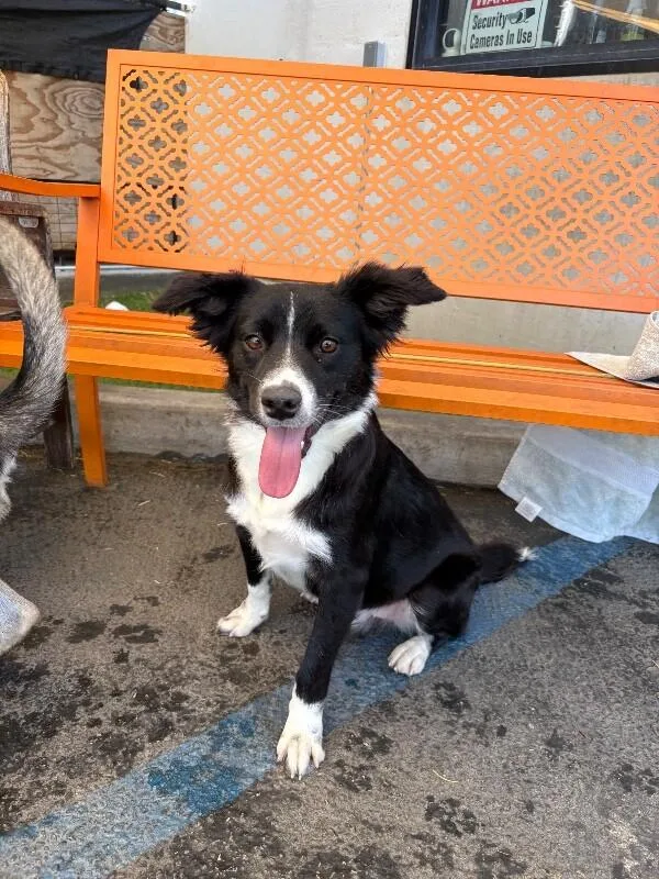 A young medium-sized male Black Border Collie dog named Churro for adoption in Van Nuys, CA