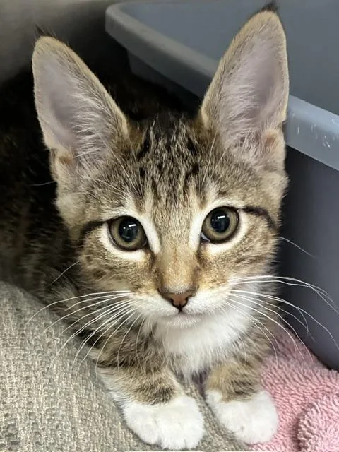 A baby small-sized female Black Tabby cat named Peaches for adoption in Canoga Park, CA