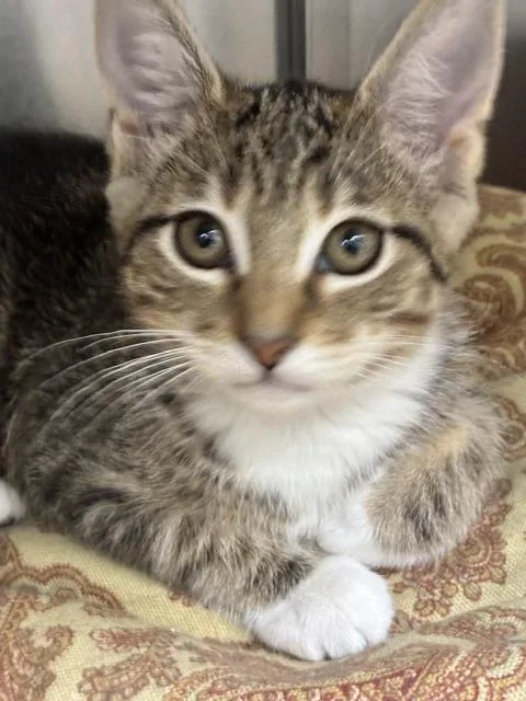 Peaches thumbnail 2