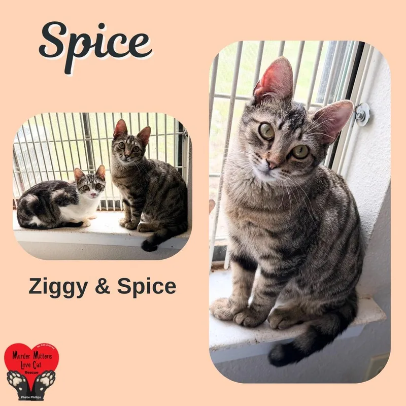 A baby medium-sized male Tabby (Tiger Striped) Domestic Short Hair cat named Spice for adoption in Houston, TX