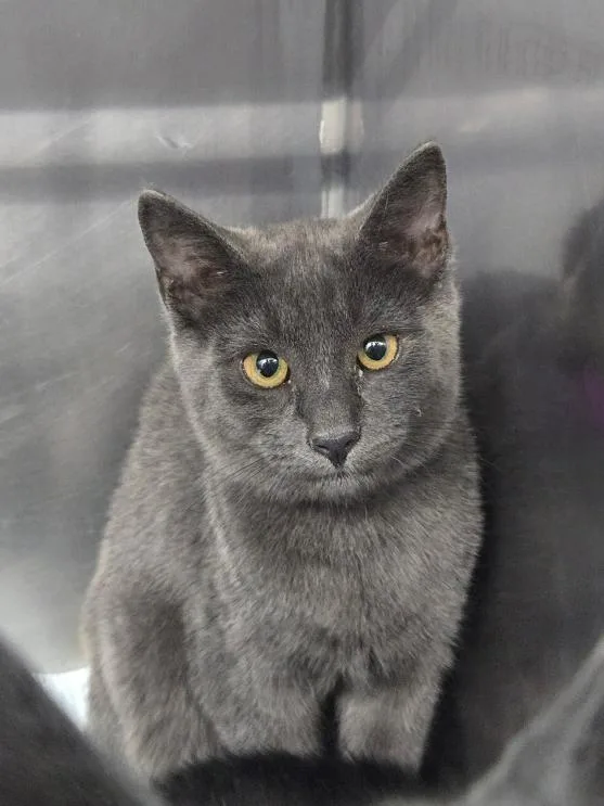 A young medium-sized male Gray / Blue / Silver Domestic Short Hair cat named Buck for adoption in Mount Vernon, OH