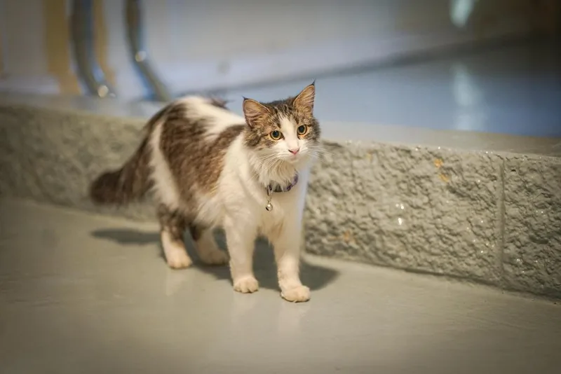 Amethyst thumbnail 2