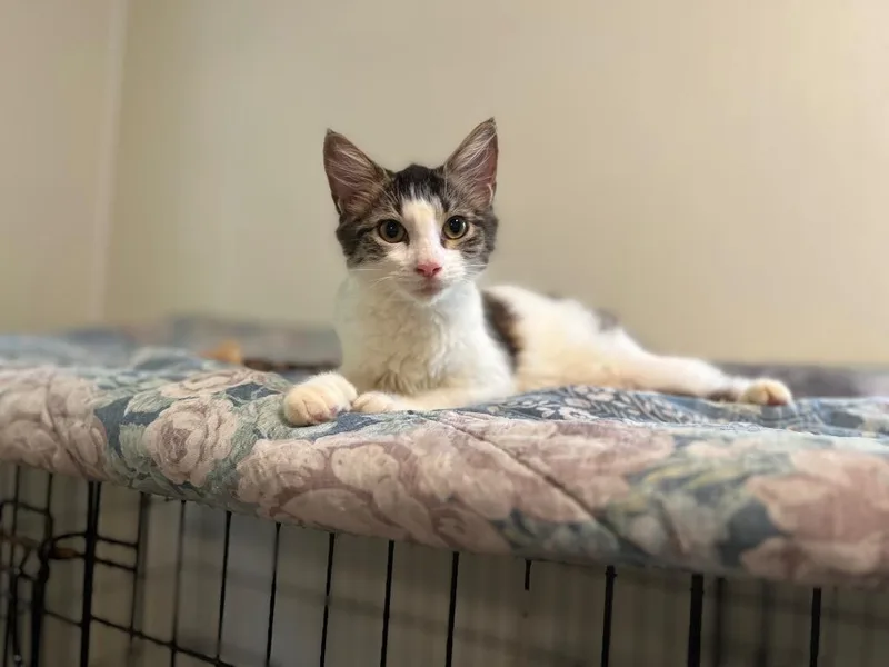 Amethyst thumbnail 3