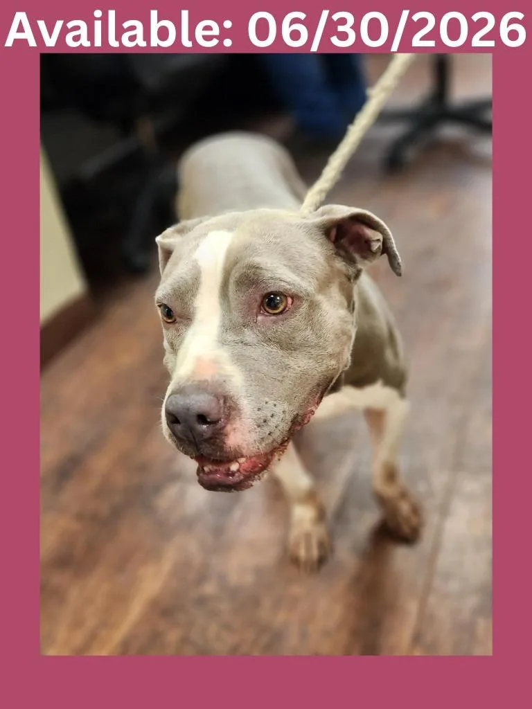 An adult medium-sized female Pit Bull Terrier dog named Dog Kennel for adoption in Greenville, TX