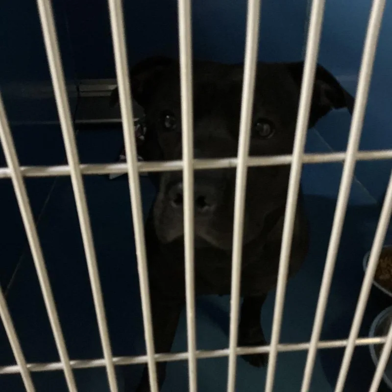 An adult small-sized male Black Pit Bull Terrier dog named Fat Boy for adoption in St Joseph, MO