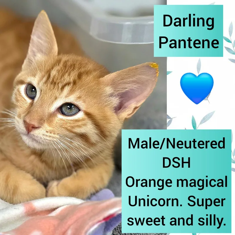 A baby medium-sized male Tabby (Orange / Red) Domestic Short Hair cat named Pantene for adoption in Beaverton, OR