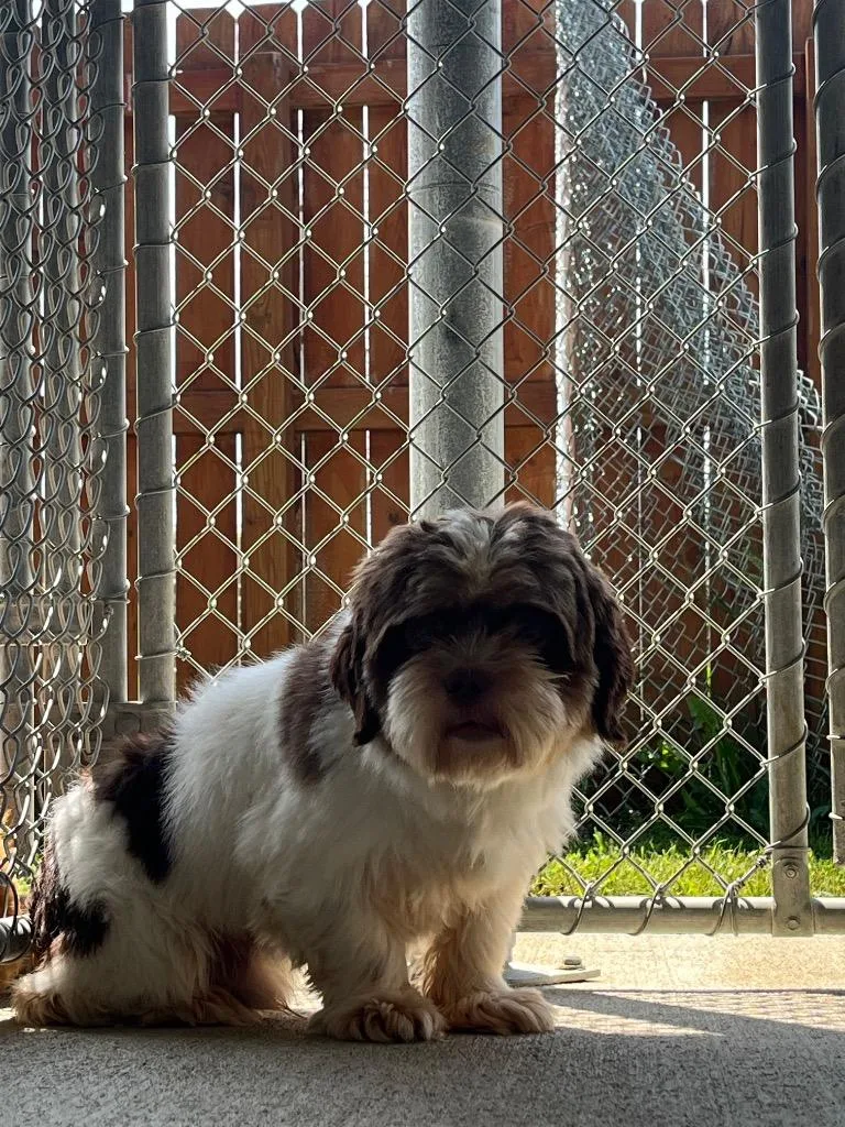 An adult small-sized male Shih Tzu dog named Mustache for adoption in Auburn, IN
