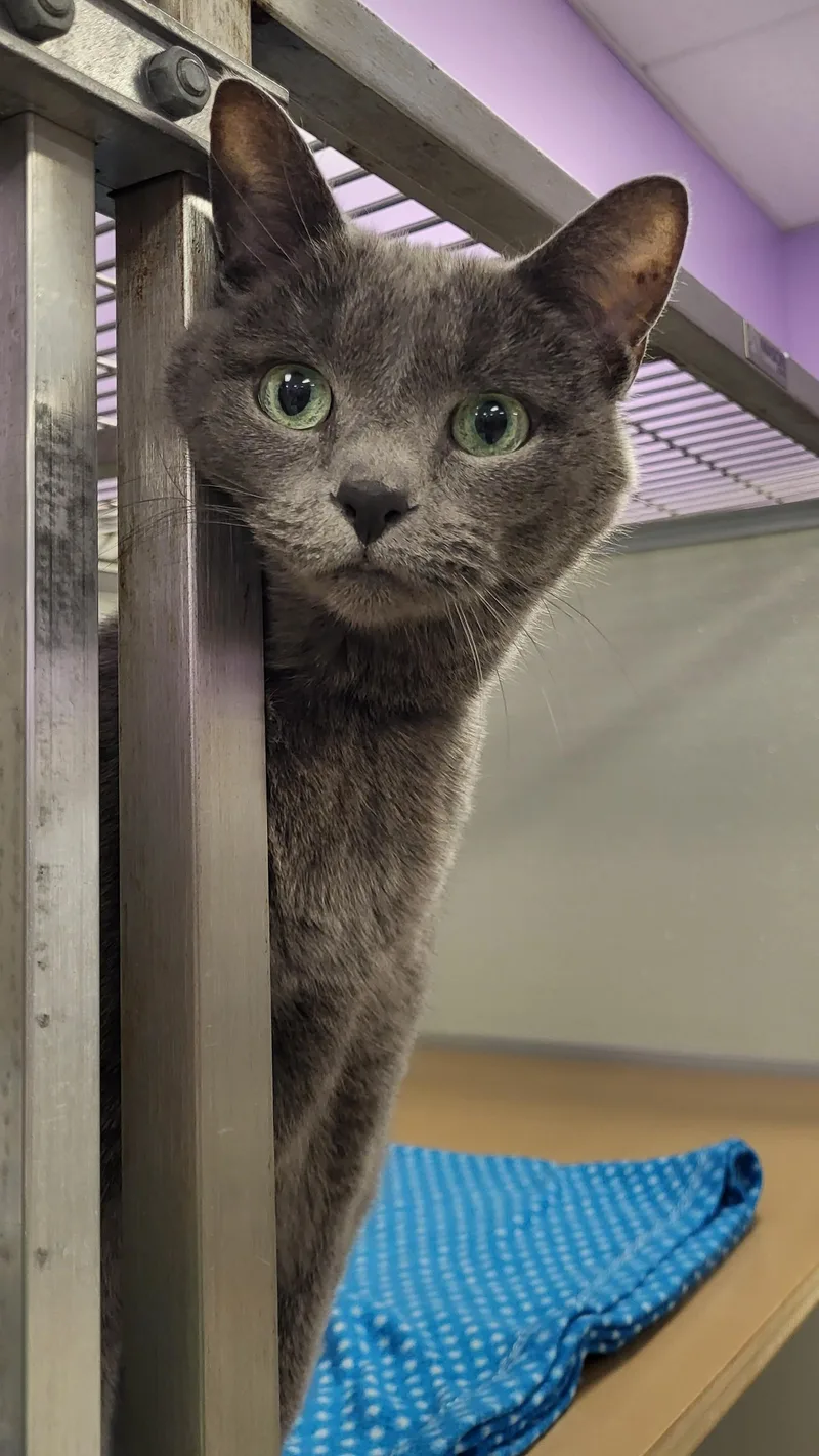 Callista thumbnail 2