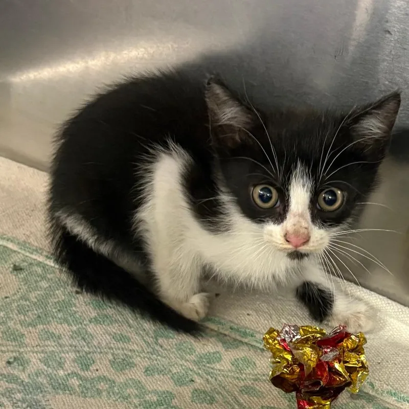 A baby small-sized male Black Domestic Short Hair cat named Willis  U for adoption in Tupelo, MS