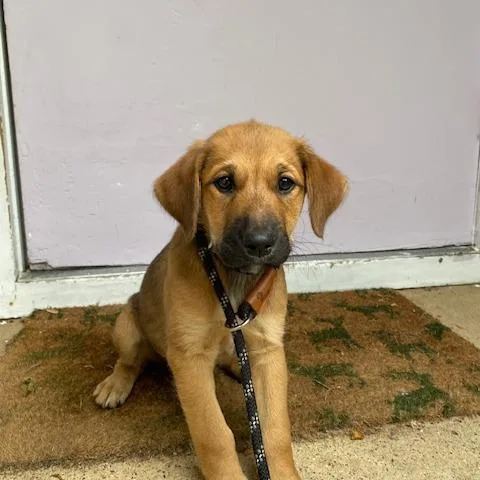 A baby medium-sized female Yellow / Tan / Blond / Fawn Golden Retriever dog named Creamsicle for adoption in Madison, WI