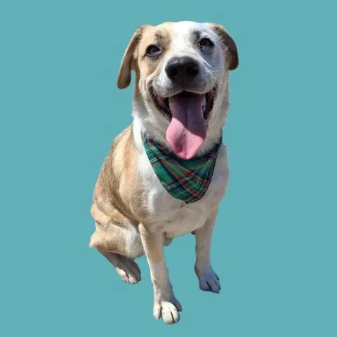A young medium-sized male Australian Cattle Dog / Blue Heeler dog named Butterscotch for adoption in Bakersfield, CA