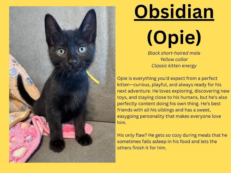 A baby medium-sized male Black Domestic Short Hair cat named Obsidian for adoption in Terrell, TX