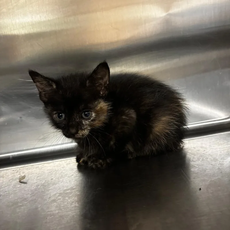 A baby small-sized female Tortoiseshell Domestic Short Hair cat named Feral Carol for adoption in Ottawa, KS