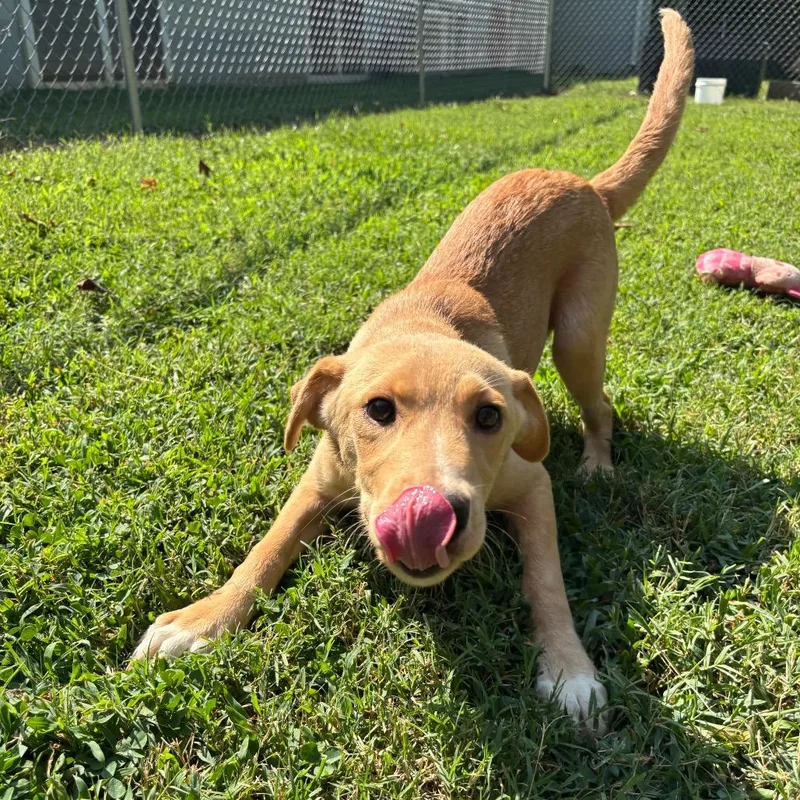 Sinai
