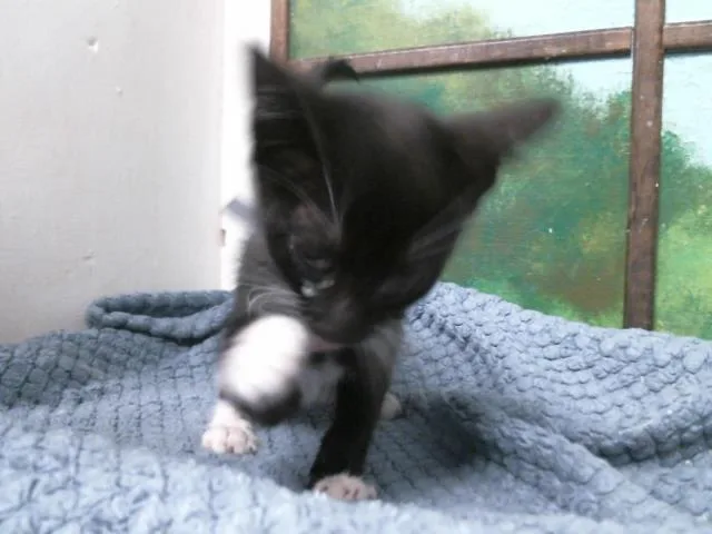A baby small-sized male Domestic Short Hair cat named Ollie for adoption in Houston, TX