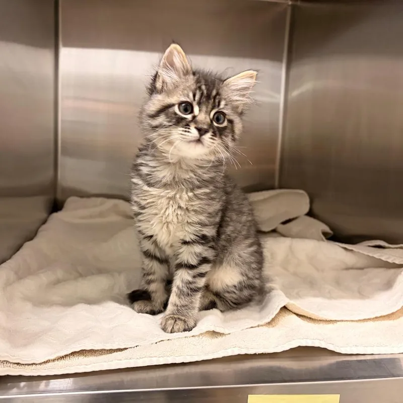 A baby small-sized male Domestic Medium Hair cat named Black Panther for adoption in Hailey, ID