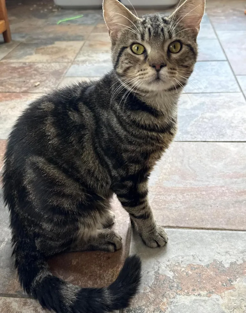 A young small-sized male Tabby cat named Harrison for adoption in Capshaw, AL