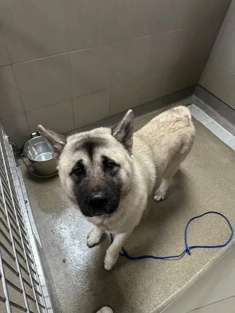 A young medium-sized male Mixed Breed dog named Benji for adoption in Rome, GA