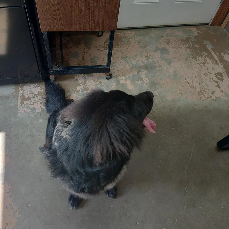 A young medium-sized male Black Australian Shepherd dog named 26-054 for adoption in Carrollton, OH