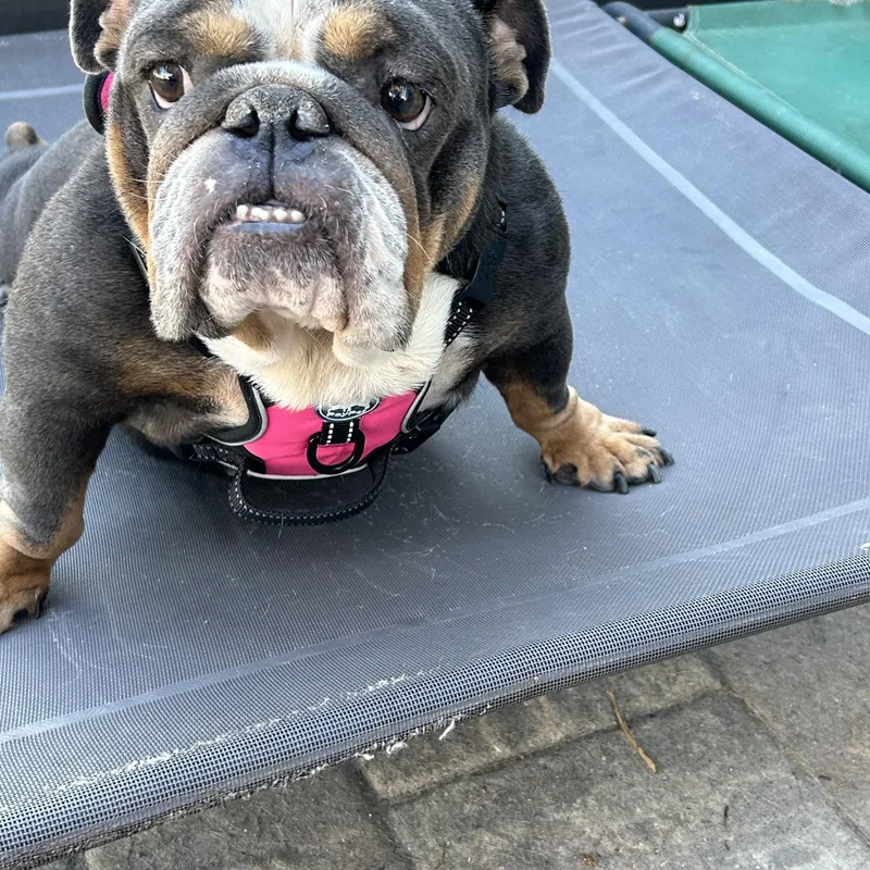 A young medium-sized female English Bulldog dog named Lola for adoption in Palm Coast, FL