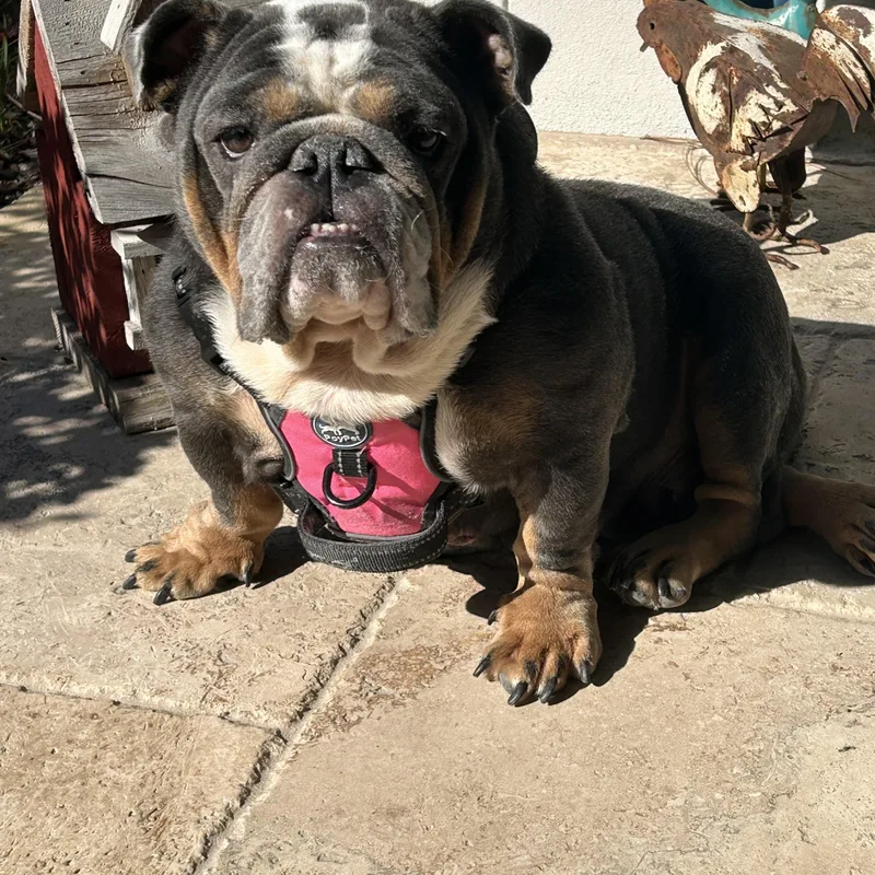 Lola thumbnail 2