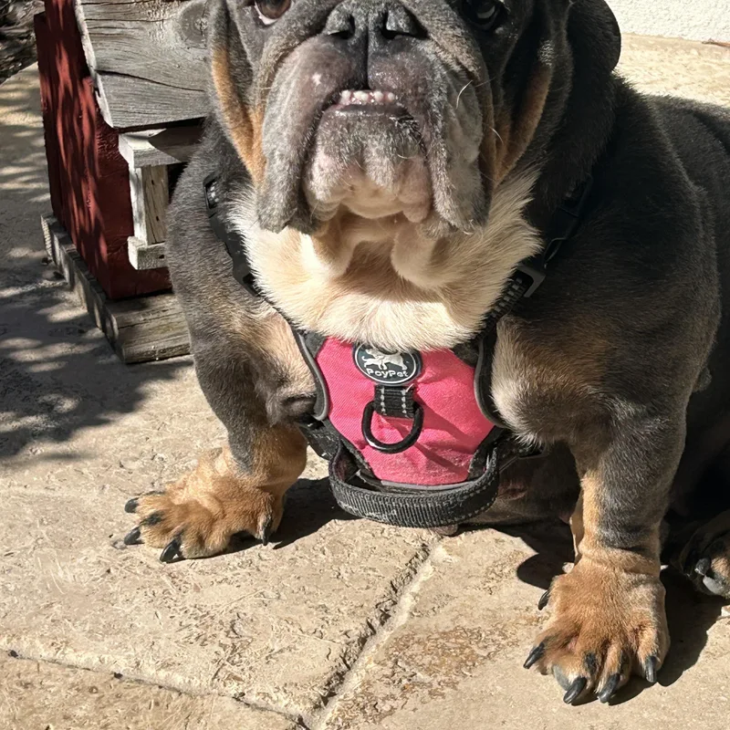 Lola thumbnail 3