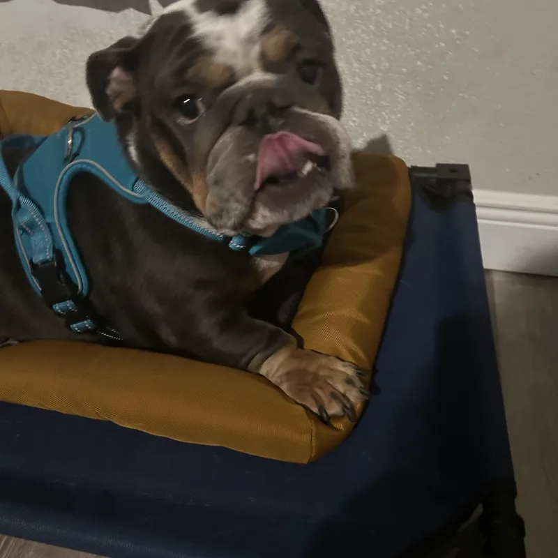 Lola thumbnail 4
