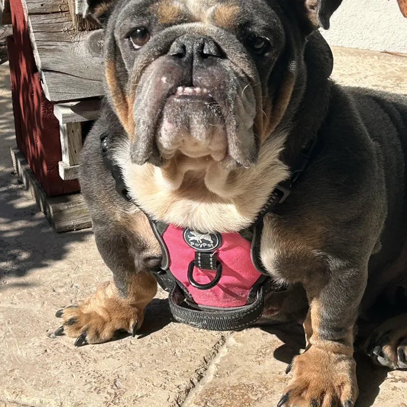 Lola thumbnail 5