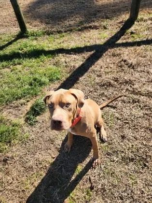 An adult small-sized male Terrier dog named Scrapz for adoption in Conway, SC