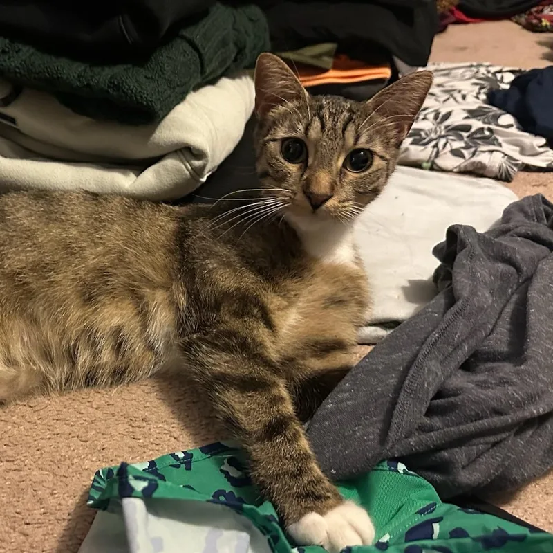 An adult medium-sized female Domestic Short Hair cat named Mittens for adoption in Honeoye, NY