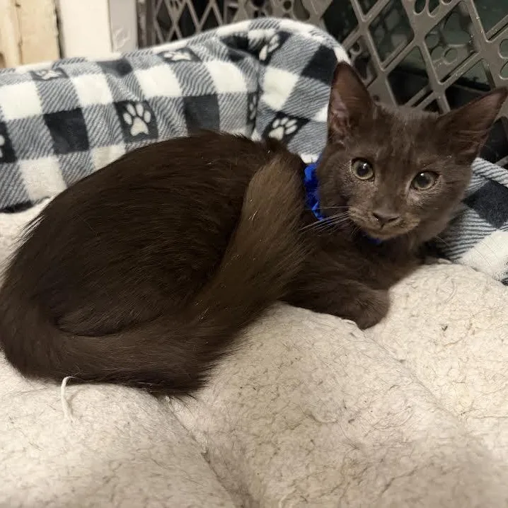 A baby small-sized female Burmese cat named Allie for adoption in Miami, FL