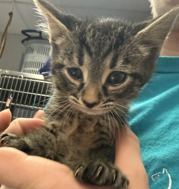 A baby small-sized male Domestic Short Hair cat named Cup for adoption in Salisbury, MD