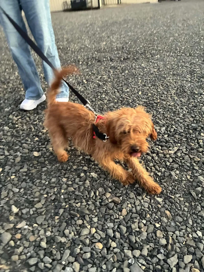 An adult medium-sized female Golden Retriever dog named Lucy for adoption in Havertown, PA