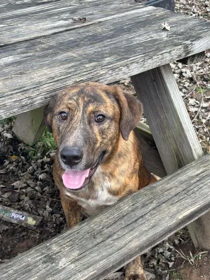A baby large-sized male Plott Hound dog named Abbott for adoption in Paducah, KY
