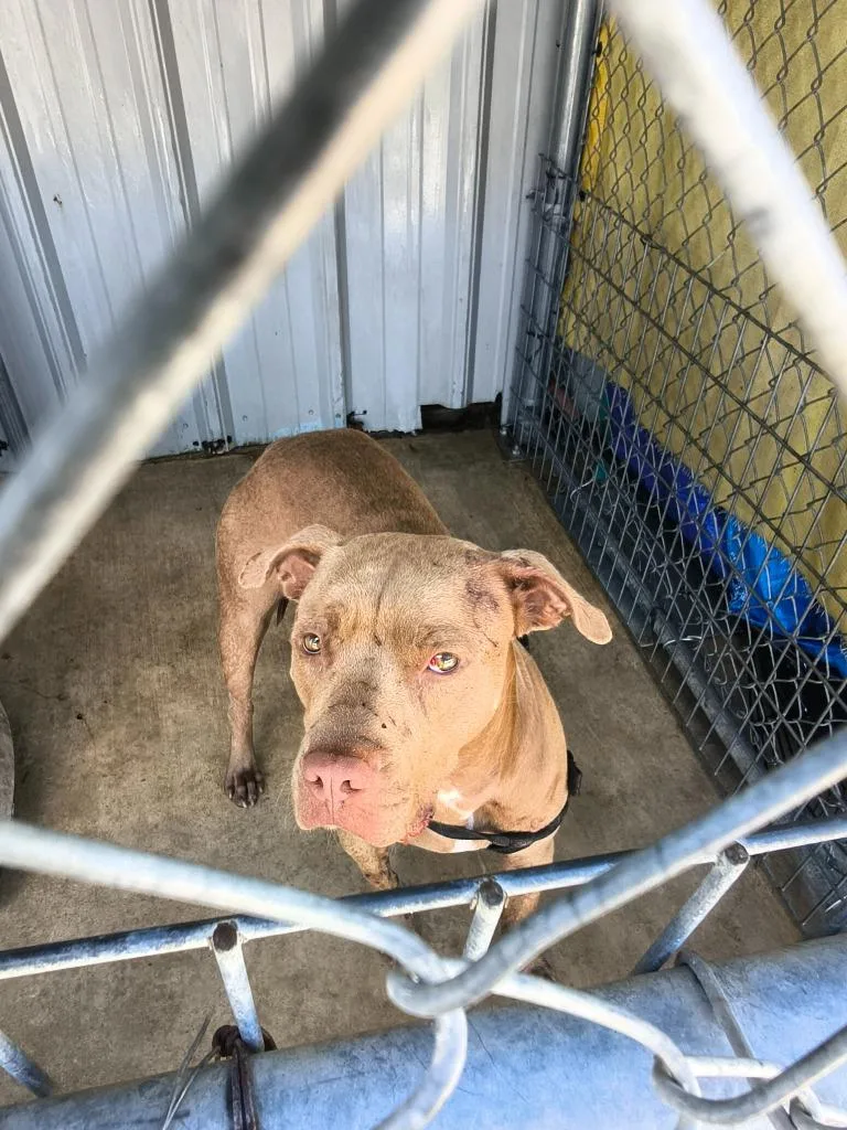 An adult large-sized male Pit Bull Terrier dog named Hondo for adoption in Brownwood, TX
